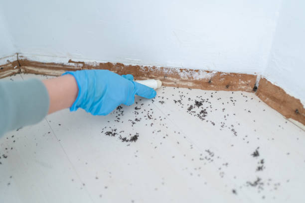 Best Rat Extermination Near Me  in Rosendale, WI